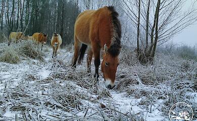 Фотоловушка зафиксировала совместный маршрут лошадей Пржевальского и лисы