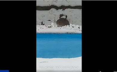 В сети обсуждают гуманные методы борьбы с крысами на даче