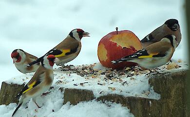 Щиглики прикрасили зимовий день у парку імені Тараса Шевченка