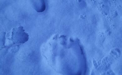 Біля річки на Львівщині зафіксували великі сліди невідомої тварини