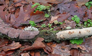 Дуб как центр биоразнообразия: какие грибы поселяются на мертвых ветвях