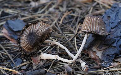 На севере Киева обнаружили "Епископский чернильный гриб"