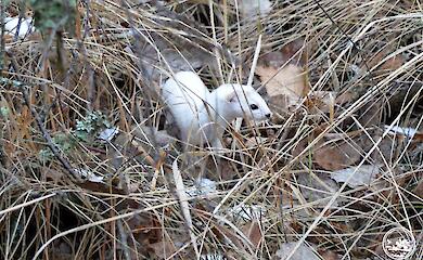 У Чорнобильському заповіднику розповіли про найменшу хижачку лісу