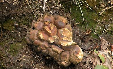 На Дніпропетровщині знайшли загадковий об&rsquo;єкт, схожий на гриб