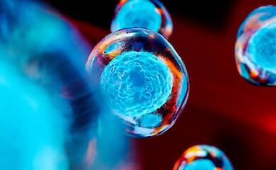 Хетчинг ембріона при кріоперенесенні: коли додаткова технологія підвищує шанси