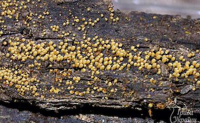 Микроскопический гриб высотой до 1 мм обнаружили в киевском лесу