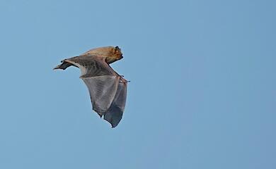 Весна только началась, а в киевском парке "Наталка" уже летают летучие мыши