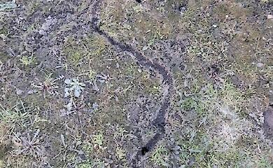 В соцсетях обсуждают необычные ходы под снегом