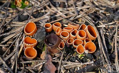 В Киеве на пепелище массово выросли огнестойкие грибы