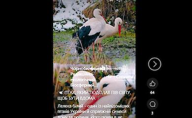 Птица, которая ежегодно преодолевает тысячи километров, возвращается в Украину