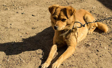 С 1 марта в Украине действуют новые требования к владельцам домашних животных