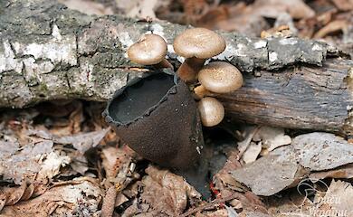 Редкий весенний гриб нашли на Киевщине