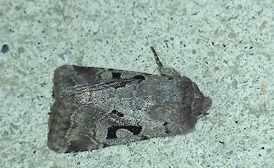 На Закарпатье зафиксировали появление первых весенних бабочек