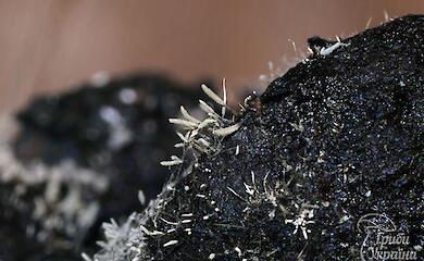 В Украине зафиксировали гриб, образующий "перья" на органических остатках