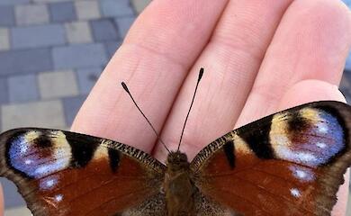 Несмотря на холод и снег в Киеве проснулась бабочка "павлиний глаз"