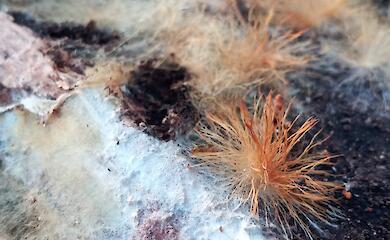 На Львовщине на мертвой буковой древесине нашли загадочный гриб