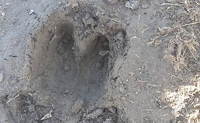 Жители Херсонщины наткнулись на загадочные следы - вероятно, их оставил большой секач