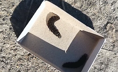 На Киевщине в клумбе заметили необычных и быстрых гусениц в клумбе