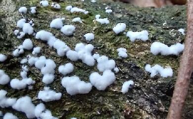 Гриб с фото вызвал дискуссию в сообществе "Грибы Украины"