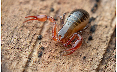 Микроскопические хищники сада появились в Киевской области