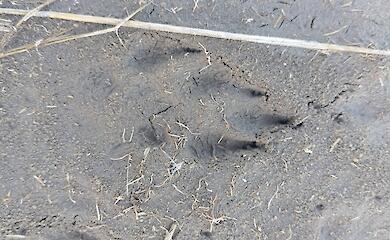 В степях Херсонщины заметили следы неизвестного животного