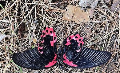 В лесу под Киевом нашли мертвую тропическую бабочку