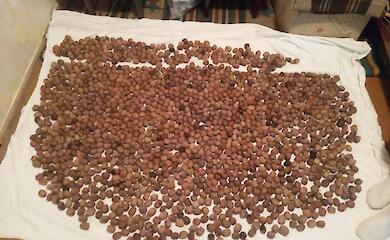 Неизвестное животное поселилось в дачном доме и ворует орехи