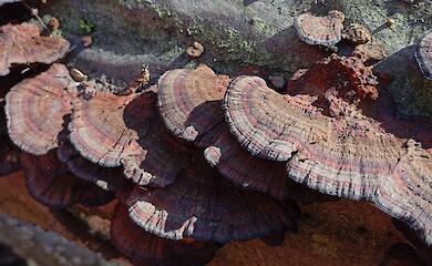 В Голосеевском лесу нашли необычные древесные грибы