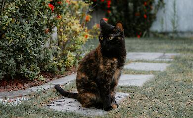 Чому домашнім котам краще залишатися вдома &mdash; пояснення науковців