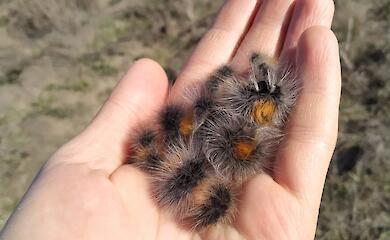 Редкая бабочка степей снова появилась в Украине