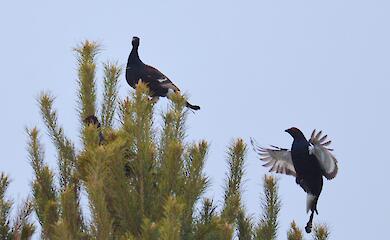 В Чернобыльском заповеднике начались весенние токования тетеревов
