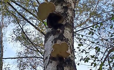 Пораженные грибами деревья в Тернополе стали объектом обсуждения