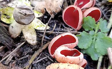 В Бучанском районе уже появились первые весенние грибы