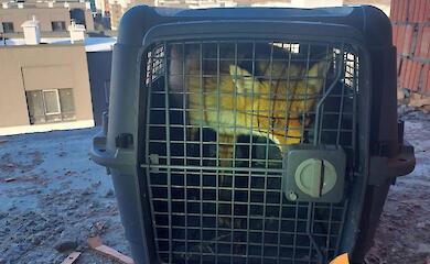 В Ирпене спасли лису, которая поднялась на 10-й этаж недостроя