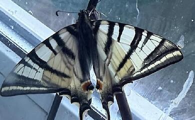 В Украине посреди зимы вылупилась редкая бабочка