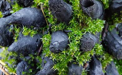 В лесу на Ривненщине нашли загадочный объект: пользователи спорят что это