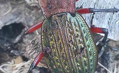 Жуки как драгоценности: на Закарпатье зафиксировали двух "братьев-акробатов"