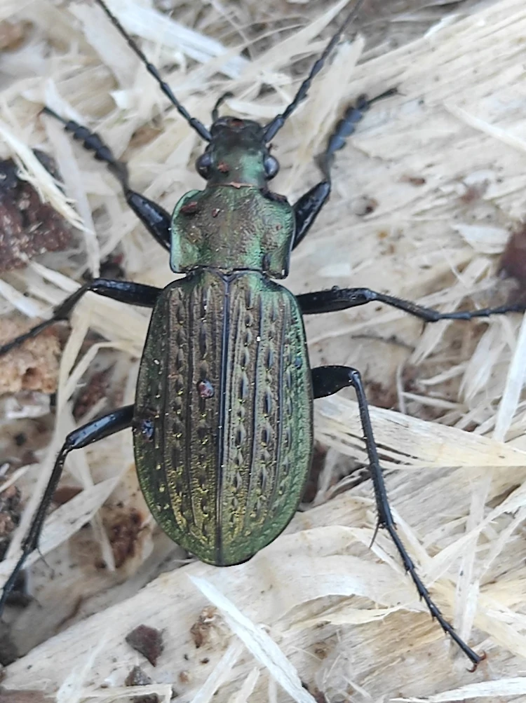 Жуки как драгоценности: на Закарпатье зафиксировали двух "братьев-акробатов"