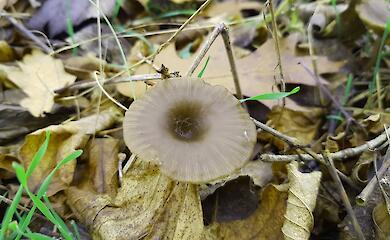 На Долобецком острове в Киеве нашли неизвестные грибы: что говорят эксперты