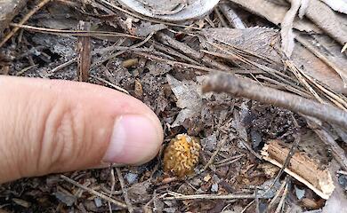 Первые весенние грибы появились на Житомирщине