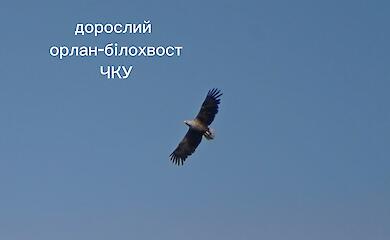 Во время экспедиции на Обуховщине орнитологи обнаружили редких орлов