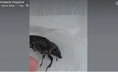 На Закарпатье женщина реанимировала редкую самку жука-оленя, которая едва не утонула