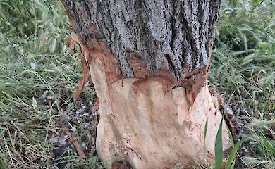 Кто-то пытается подставить бобра: в Днепре вокруг озера умышленно калечат деревья