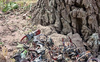 Користувачі мережі обговорюють полювання ворон на рідкісних жуків-оленів