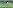 Єнот чи собака? На Київщині зняли на відео загадкову тварину