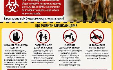 Поблизу села Стайки помітили лисицю з підозрою на сказ: службa перевіряє інформацію