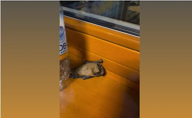 В Прикарпатье летучая мышь напугала хозяев дома