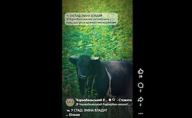В стаде одичавших коров Чернобыльского заповедника изменился состав: куда исчез ватажок Рябко
