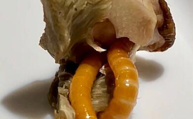Грибы &laquo;с мясом&raquo;: в Житомирской области в ножках белых грибов поселились личинки