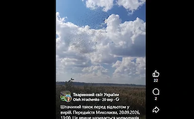 Перед осенней миграцией скворцы устроили воздушный &laquo;танец&raquo; под Николаевом